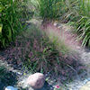 Eragrostis Spectabilis